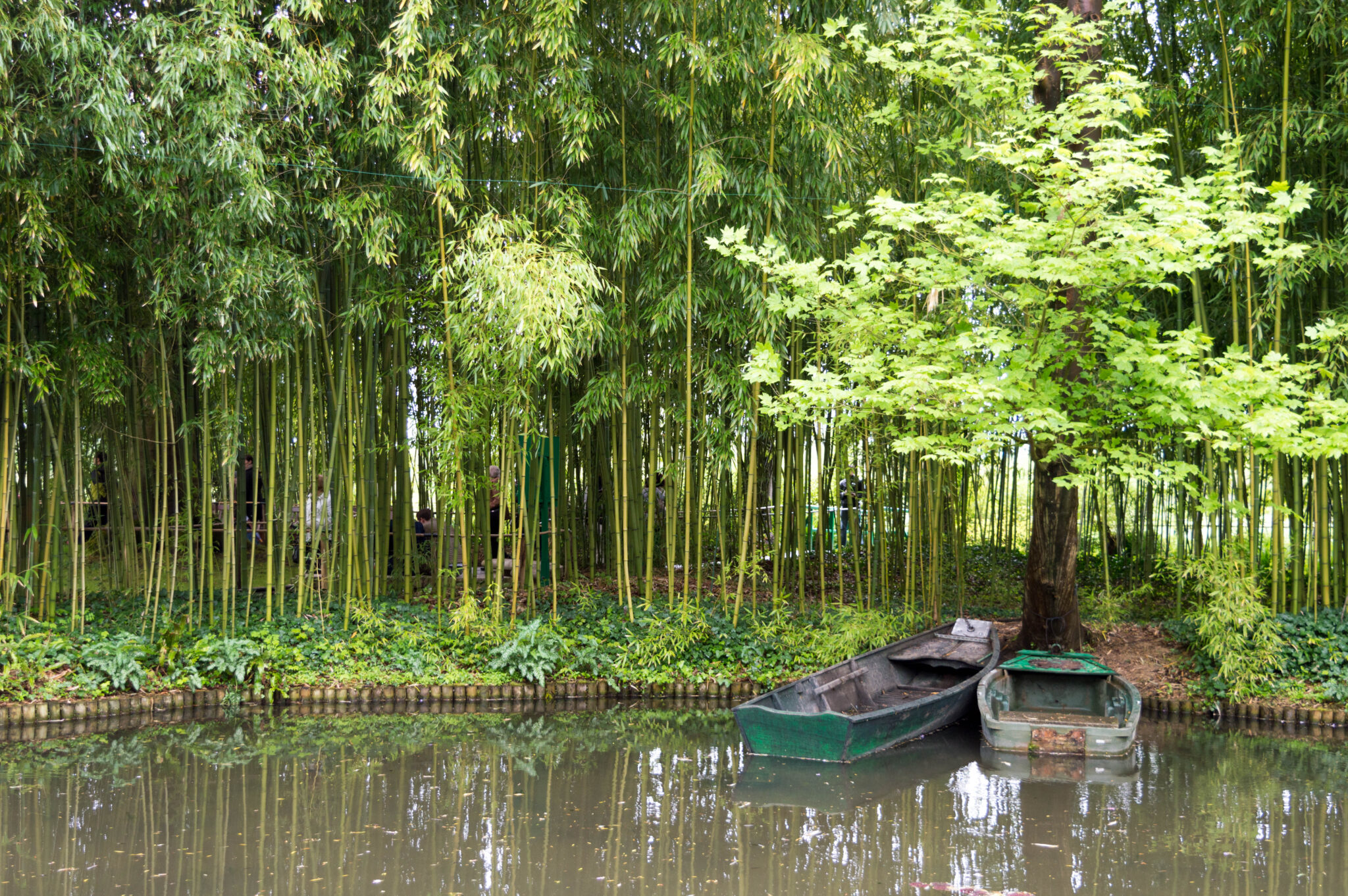 Bamboo_at_Fondation_Claude_Monet,_Giverny